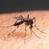 Venezuela confirma cinco casos de peligroso virus transmitido por jejenes y mosquitos